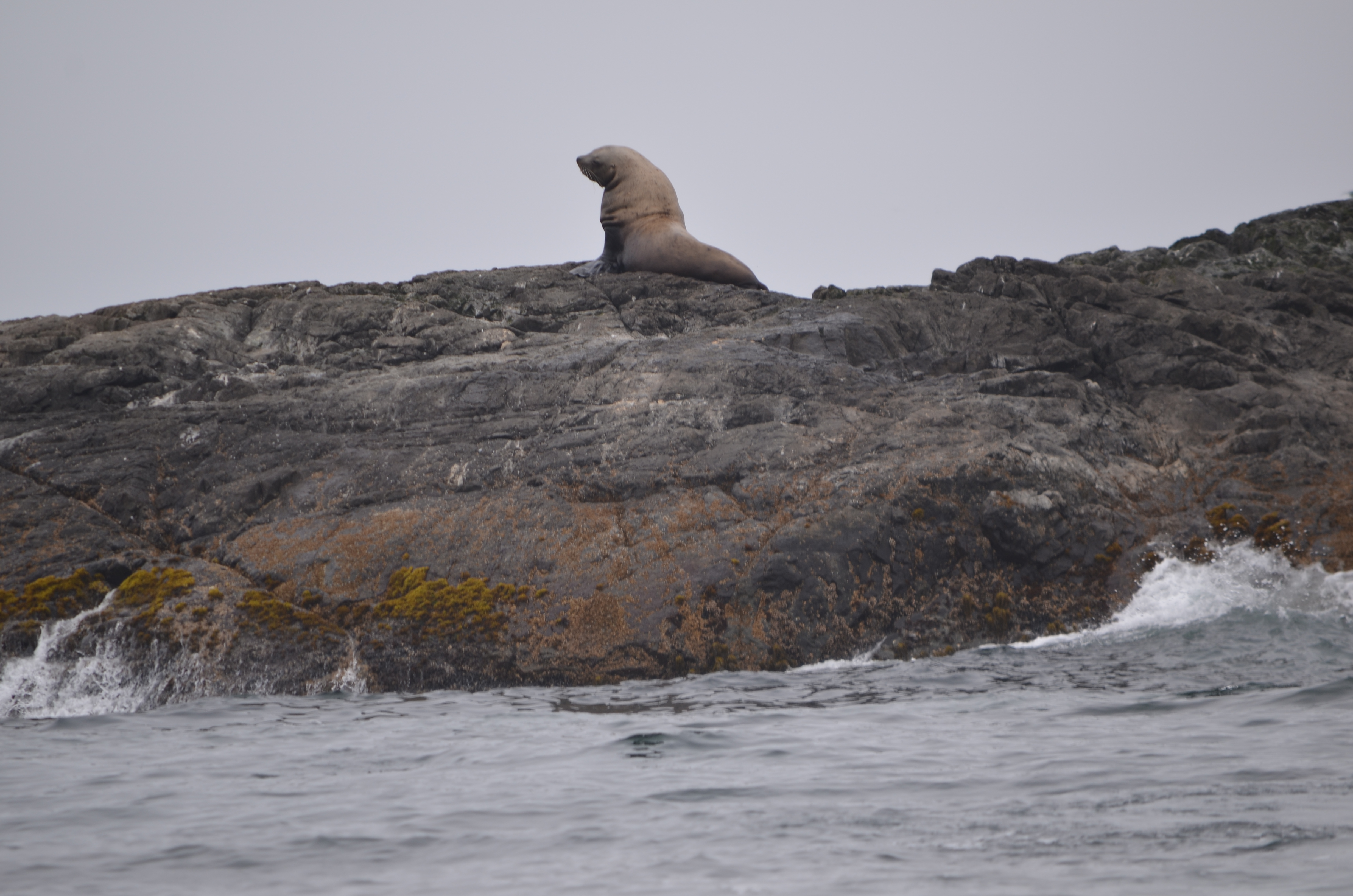photos/wildlife/Mammal_Species/Steller Sea Lion/DSC_0357.JPG